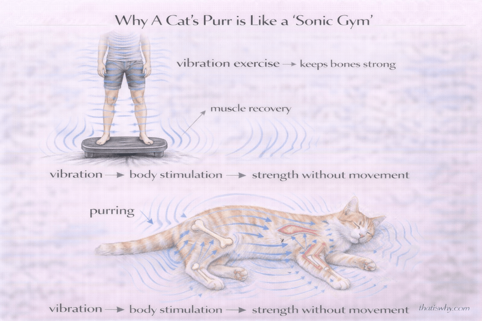 Analogy diagram comparing a cat’s purr to a vibration exercise machine that strengthens the body