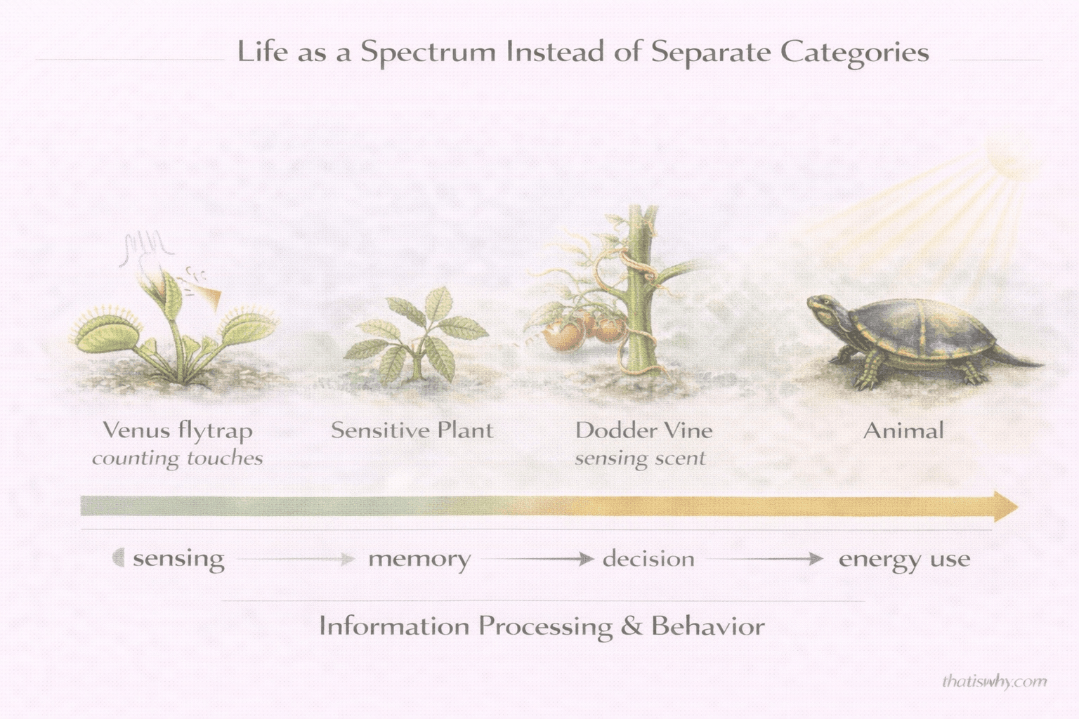 Diagram showing plants, animals, fungi, and slime molds arranged on a spectrum of intelligence and behavior