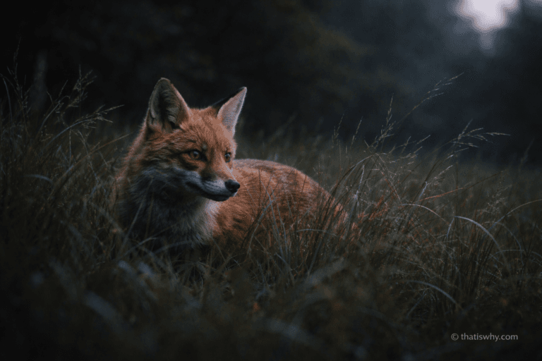 Fox moving stealthily through grass, symbolizing why a group of foxes is called a skulk.
