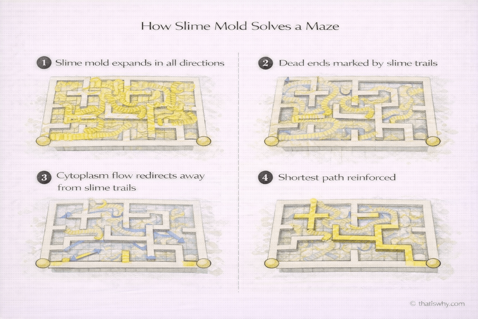 Diagram showing how slime mold solves a maze using slime trails